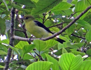 Black and Yellow Tanager