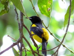 Black Cowled Oriole
