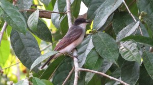 Eastern Kingbird