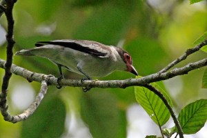 Masked Tityra - Female