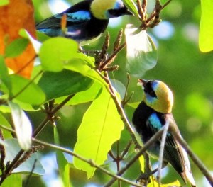Golden Headed Tanagers