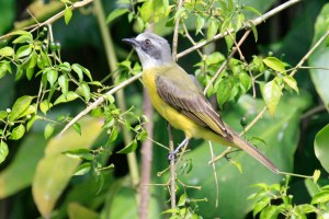 Gray Capped Flycatcher
