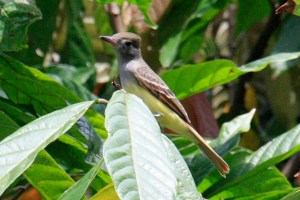Great Crested Flycatcher