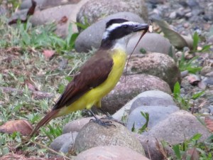 Great Kiskadee