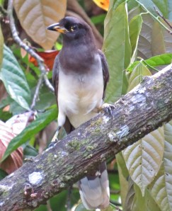 Brown Jay - Juvenile