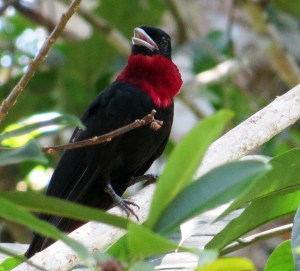 Purple Throated Fruitcrow