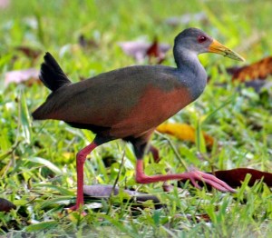 Gray Necked Wood Rail