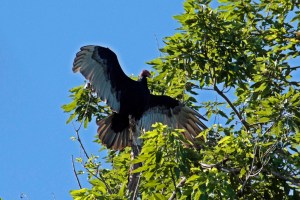 Turkey Vulture