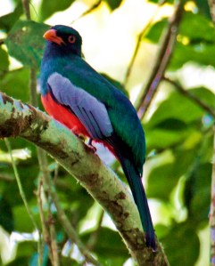 Slaty Tailed Trogon - Male