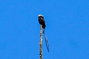 Long Tailed Tyrant