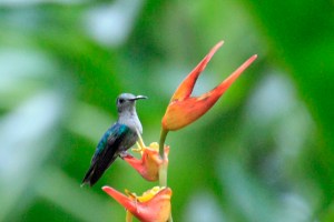Violet Crowned Woodnymph
