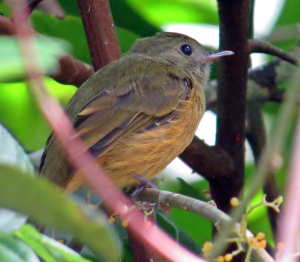 Ochre-bellied Flycatcher