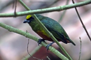 Olive-backed Euhponia - Female