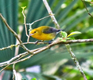 Prothonotary Warbler