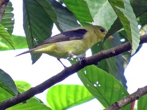 Scarlet Tanager non breeding male