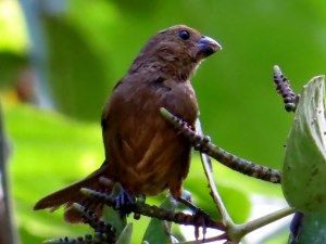 Thick Billed Seed Finch
