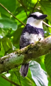 White Neck Puffbird
