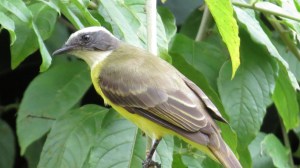 White Ringed Flycatcher