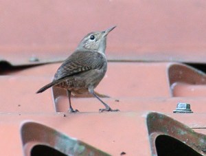 House Wren
