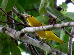 Yellow Warbler