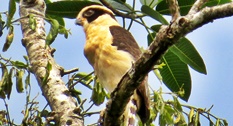 Laughing Falcon