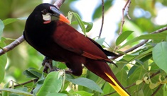 Montezuma Oropendola