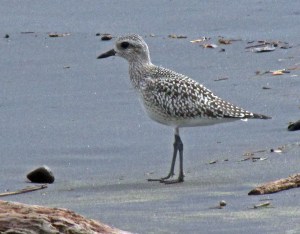 Black-bellied Plover nonbreeding