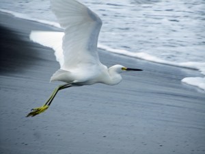 Snowy Egret
