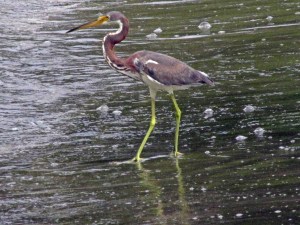 Tri Colored Heron