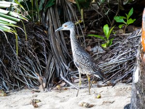 Yellow Crowned Night Heron