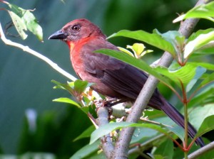 Red Throated Ant Tanager - Male