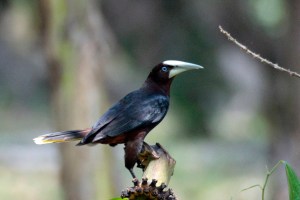 Chestnut Oropendola 