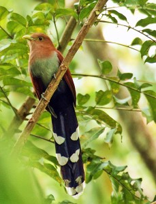 Squirrel Cuckoo