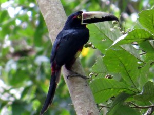 Aracari