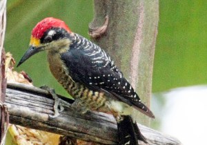 Black Cheeked Woodpecker