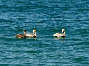 Brown Pelicans