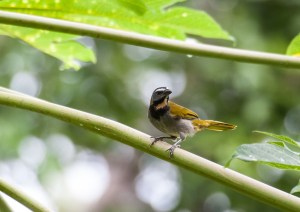 Buff Throated Saltator