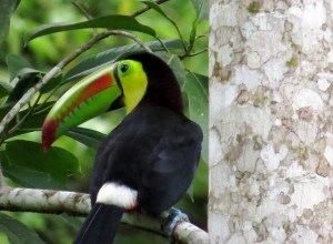 Fiery billed Toucan