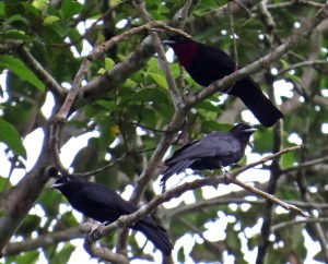 Group of Purple Throated Fruitcrows