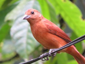 Rufous Phia
