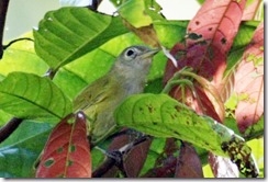 Lesser Greenlet