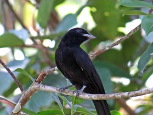 Purple throated Fruitcrow - female