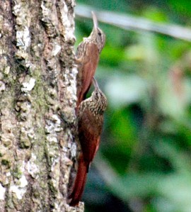 Streak headed woodcreeper