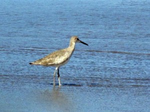 Willett - non breeding