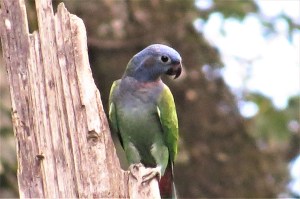 Blue Headed Parrot