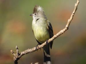 Yellow-bellied Elaenia 
Flycatcher